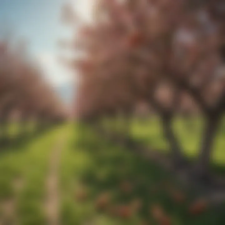 A picturesque view of an apple orchard, capturing the beauty of apple trees in bloom