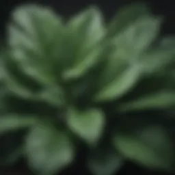 Botanical Illustration of Plant Leaves