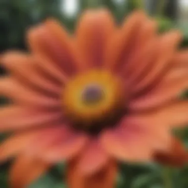 Close-up of a flower highlighting detailed textures and natural light.